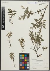 Foto von Salix arbuscula L.